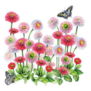 Bellis Design