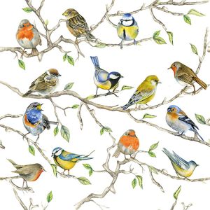 Birds Meeting Design