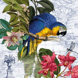Ara Design