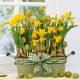 Daffodils Lunch Napkin