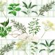 Herbs Lunch Napkin