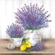 Lavender Design