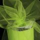 Designer Tulle 6 inch 55 yards Lime