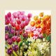 Tulips Cocktail Napkin