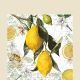 Lemon Cocktail Napkin