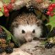 Hedgehog Lunch Napkin