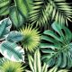 Tropical Leaves Black Lunch Napkin