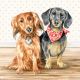 Dachshund Design