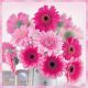 Pink Gerberas Design