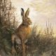Portrait Of Hare Lunch Napkin
