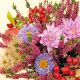 Autumn Flowers Design