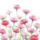 Painted Bellis Design