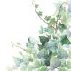 Hedera White Design
