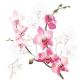 Orchid Design