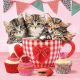 Cats in Tea Cups Design