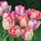 Parrot Tulips Design
