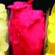 Wired Sheer Ribbon W Flowers 1.5 Inch 22 Yards Red