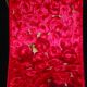 Wire Edge Cotton Print Ribbon Roses 2 Inch  20 Yards Red