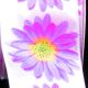 Wired Satin Print Gerber Daisy 2.5 Inch 20 Yards White/Red
