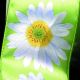 Wired Satin Print Gerber Daisy 2.5 Inch 20 Yards Green/White