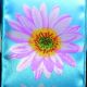 Wired Satin Print Gerber Daisy 2.5 Inch 20 Yards Blue/White