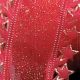 Wired Star Edge Sheer Rome 2.5 Inch 20 Yards Red