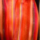Wired Woven Edge Sheer Stripe 1.5 Inch 27 Yards Oranges