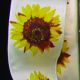 Wired Woven Taffeta Sunflower 2.5 Inch 27 Yards Ivory