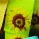Wired Woven Taffeta Sunflower 1.5 Inch 27 Yards Green