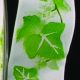 Wired Taffeta Print Garden 1.5 Inch 27 Yards Ivy Leaves