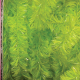 Fuzzy Boa Wire 3/4 Inch 55 Yards Green