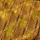 Wired Satin Fleur De Lis 4inch 20yards Brown