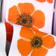 Wired White Taffeta w Poppies 2.5 in 27 yd Orange