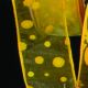 Wired Felt Dots on Sheer 1.5 Inch 20 Yard Yellow