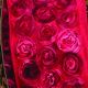 Wired  A Bunch of Roses 4 in 10 yd Red
