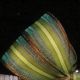 French Wired Beaux Stripes 5/8 inch 27 yards Green/Yellow