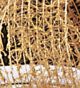 Wired Open Weave Natural 1.5 Inch 27 Yards Mud