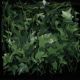 Wired English Ivy Garland 3/4 Inch 27 Yards Green