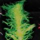 Boa Trim 1 inch 55 yards Lime