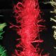 Boa Trim 1 inch 55 yards Red