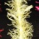 Boa Trim 1 inch 55 yards Yellow