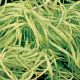 Snail Bundled Raffia 3.5 Oz  100 Gram  Apple Green