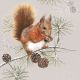 Squirrel In Winter Design