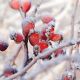 Frozen Rosehips Design