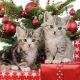 Christmas Kittens Design