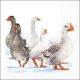 Winter Geese Napkin Lunch